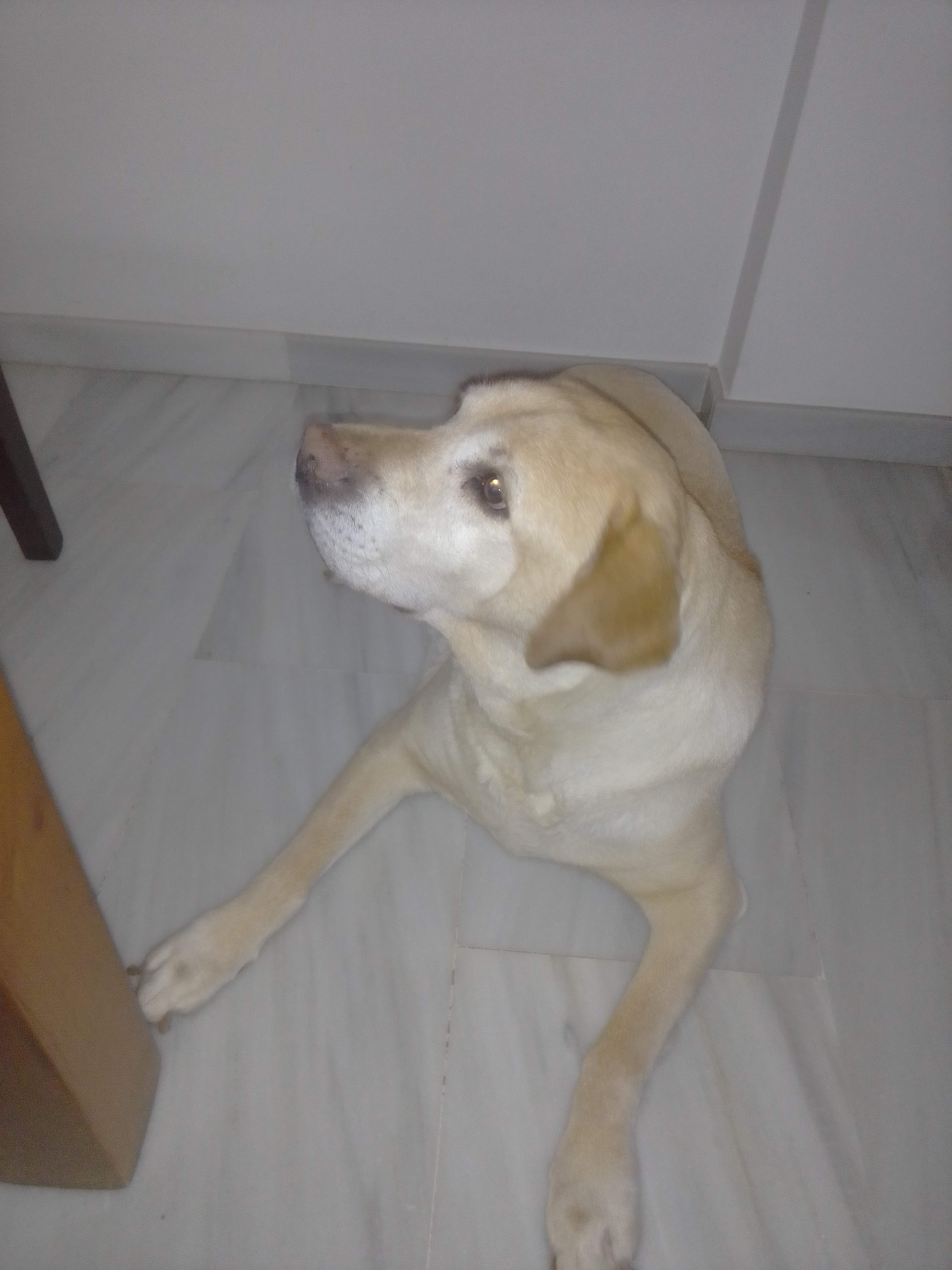 Perro