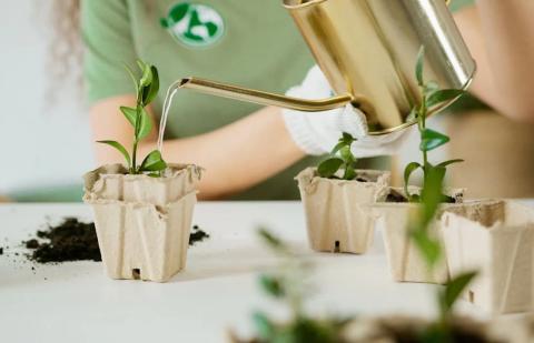 Plantas 