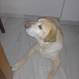 Perro