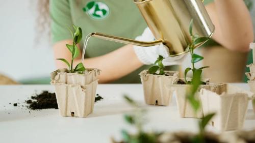 Plantas 